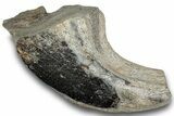 Spinosaurid Dinosaur (Suchomimus) Hand Claw - Niger #245026-1